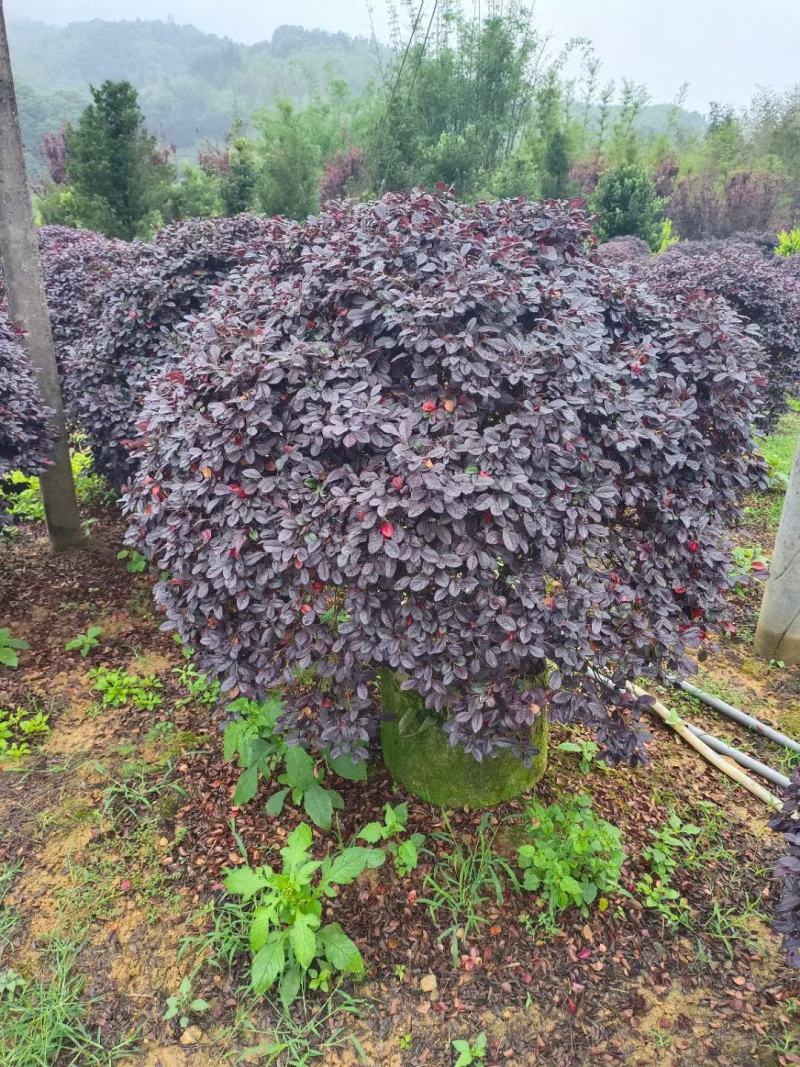 【红花继木红继木】各种规格欢迎合作详谈