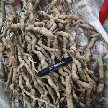 巴戟天，特级鲜货