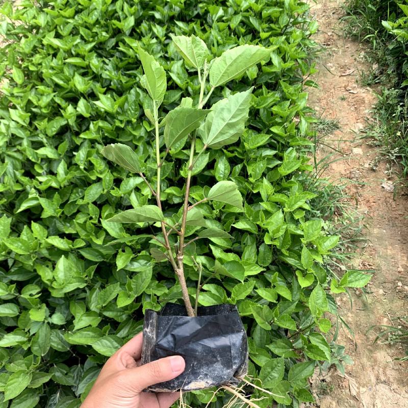 青叶扶桑大红花朱瑾各种规格大量供应欢迎咨询