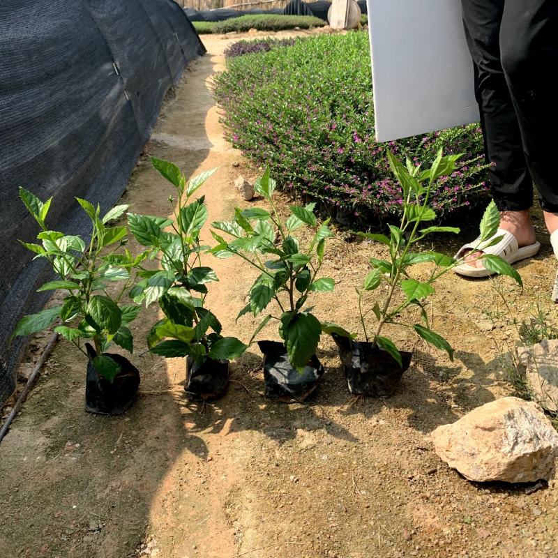 青叶扶桑大红花朱瑾各种规格大量供应欢迎咨询