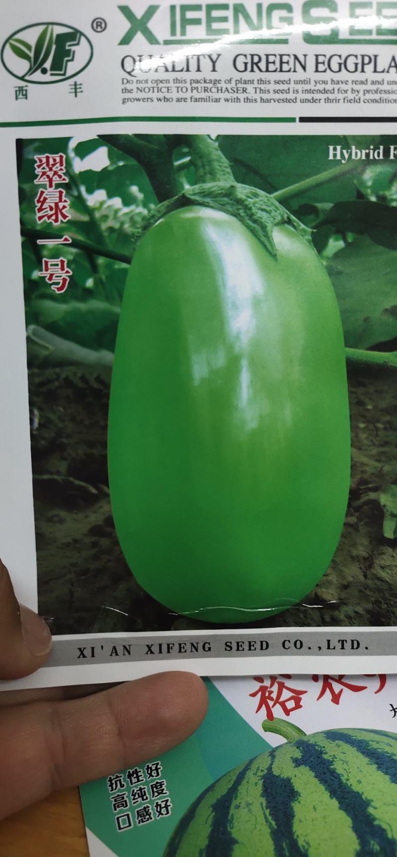 茄子种子翠绿一号抗病性强，果实罐状，皮色油绿光亮果肉