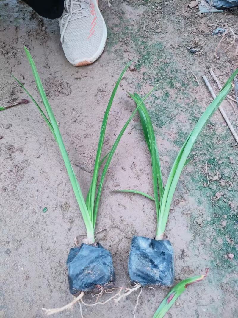 蜘蛛兰水鬼焦带叶兰各种规格大量供应欢迎咨询