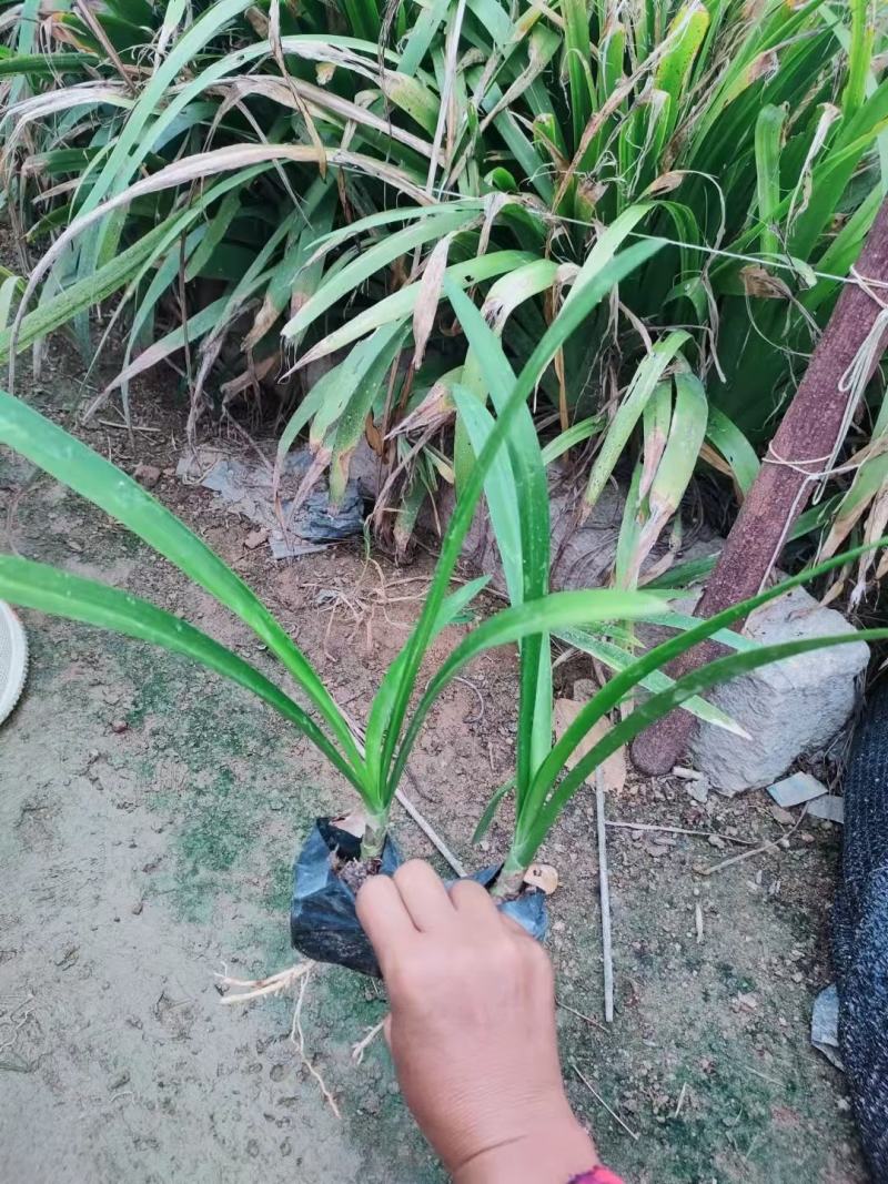 蜘蛛兰水鬼焦带叶兰各种规格大量供应欢迎咨询