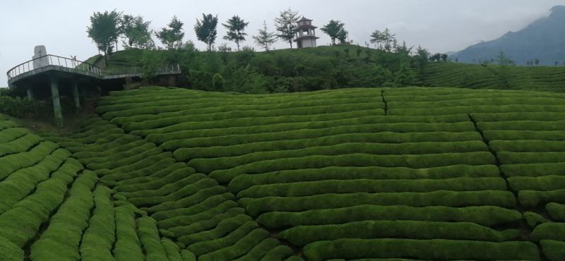 青钱柳茶，大山深处有机保健茶，一手货源，物美价廉哟