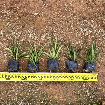 矮化翠芦莉翠芦莉各种规格大量供应欢迎咨询