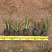 矮化翠芦莉翠芦莉各种规格大量供应欢迎咨询