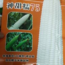 玉米种子甜糯75，籽粒洁白如玉，无秃尖，穗行整齐，