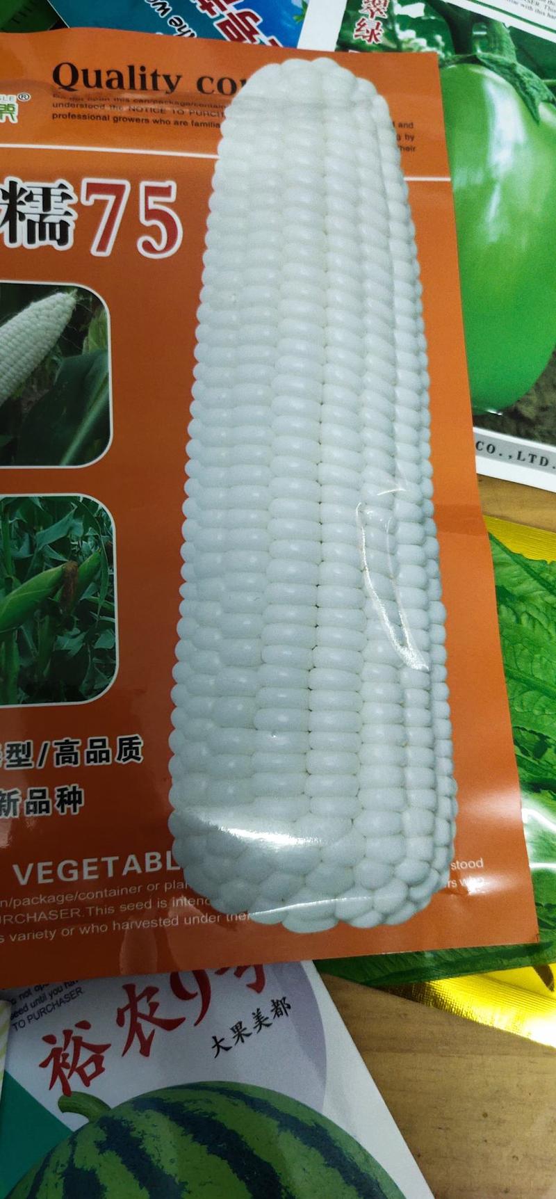 玉米种子甜糯75，籽粒洁白如玉，无秃尖，穗行整齐，