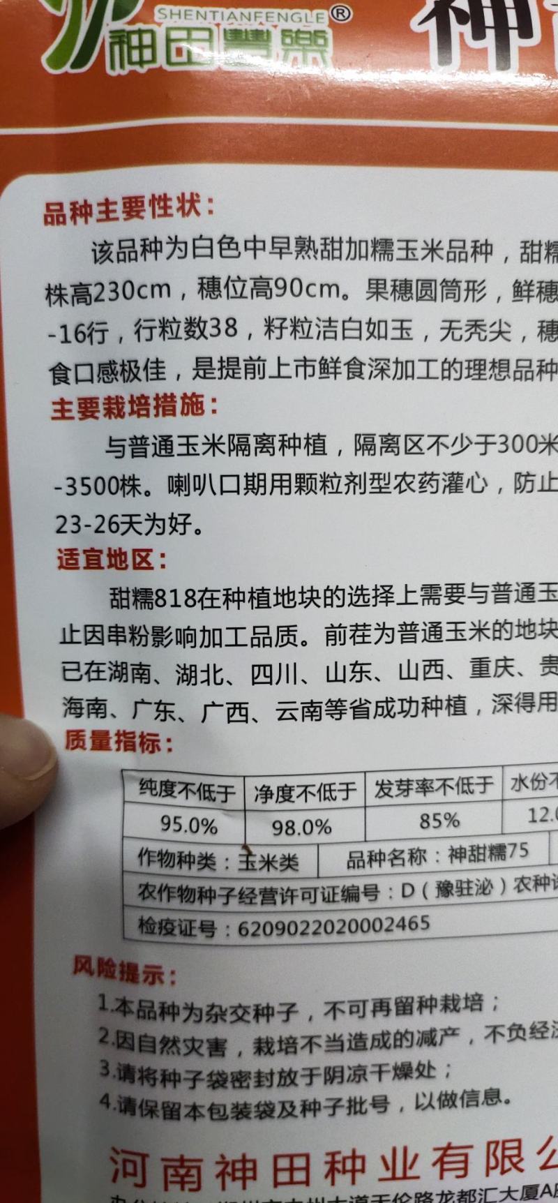 玉米种子甜糯75，籽粒洁白如玉，无秃尖，穗行整齐，