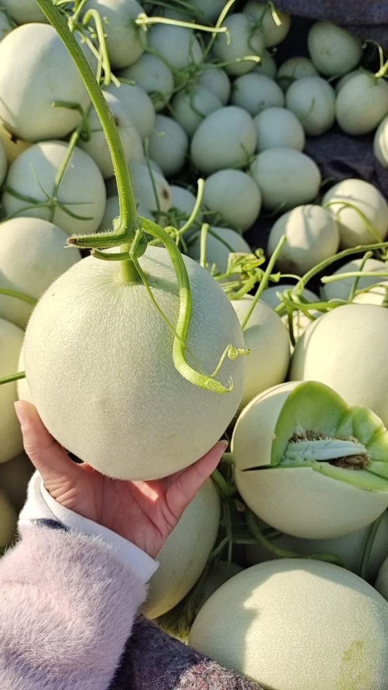 玉菇，冰清玉菇，冰淇淋甜瓜，白皮绿肉