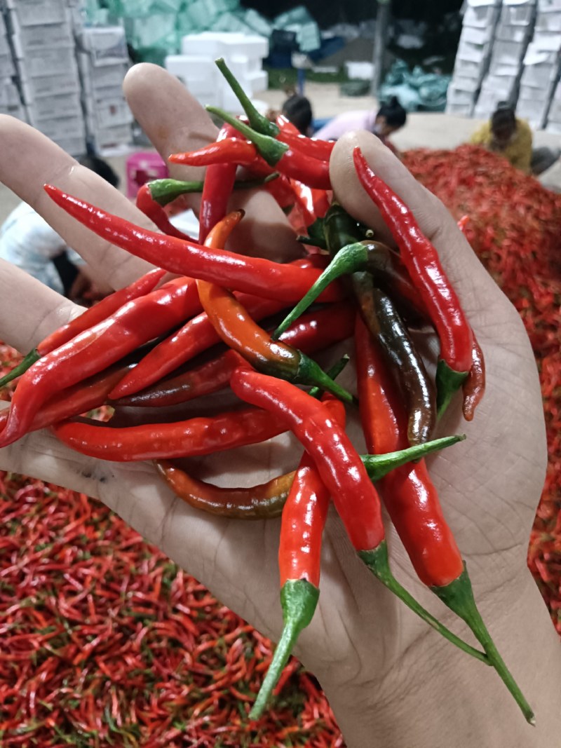 小米椒辣椒红米椒
