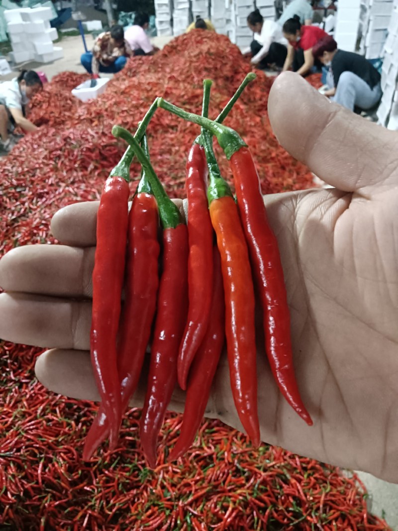 小米椒辣椒红米椒