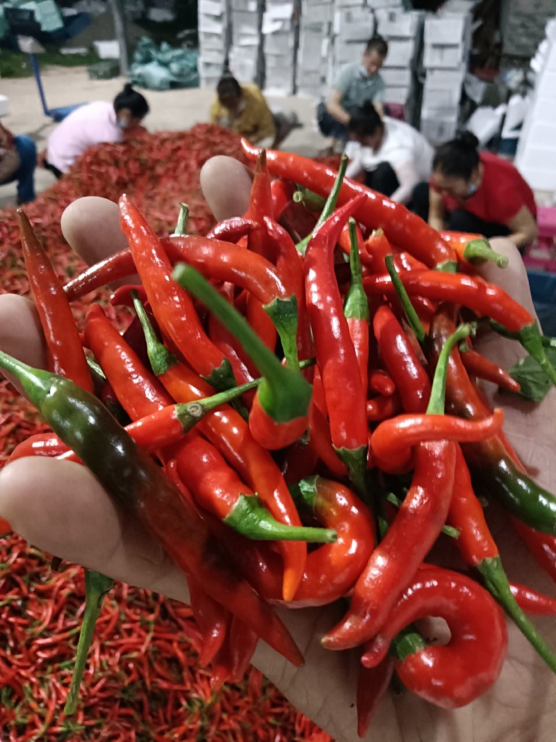 小米椒辣椒红米椒
