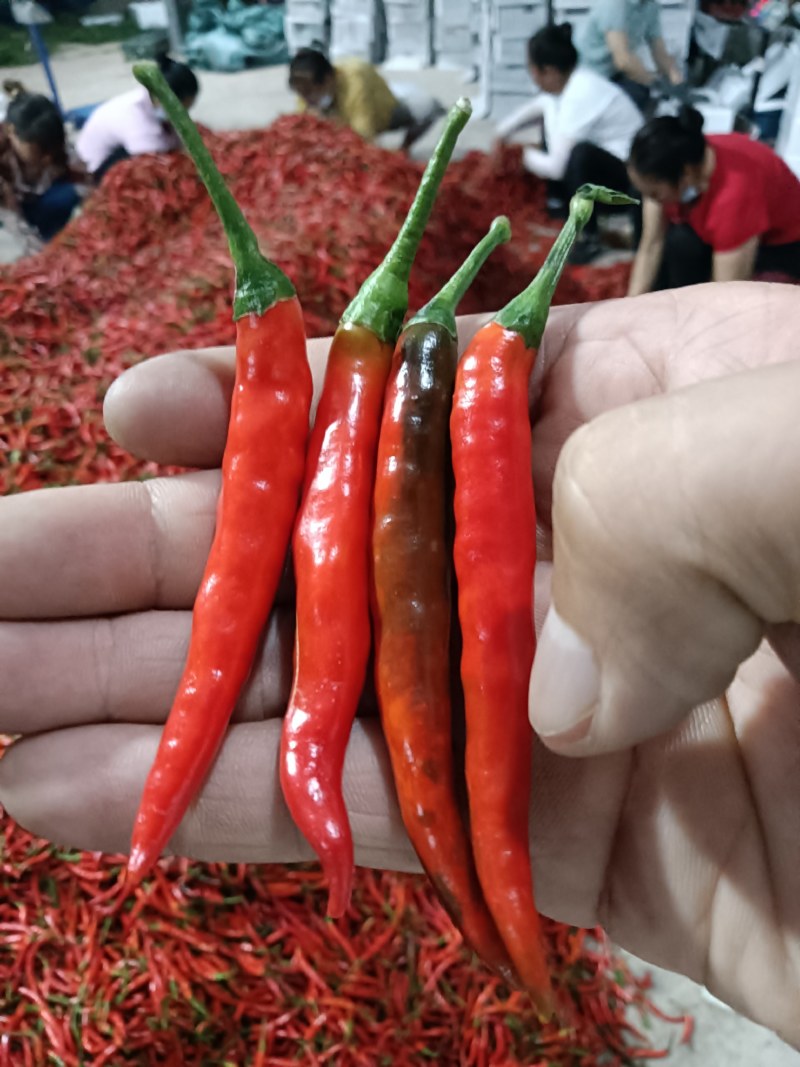 小米椒辣椒红米椒