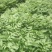基地供应【正宗】贵妃黄皮枝条（芽条）
