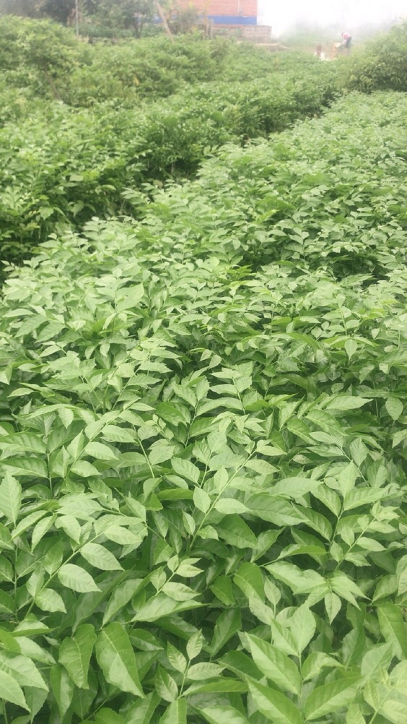 基地供应【正宗】贵妃黄皮枝条（芽条）