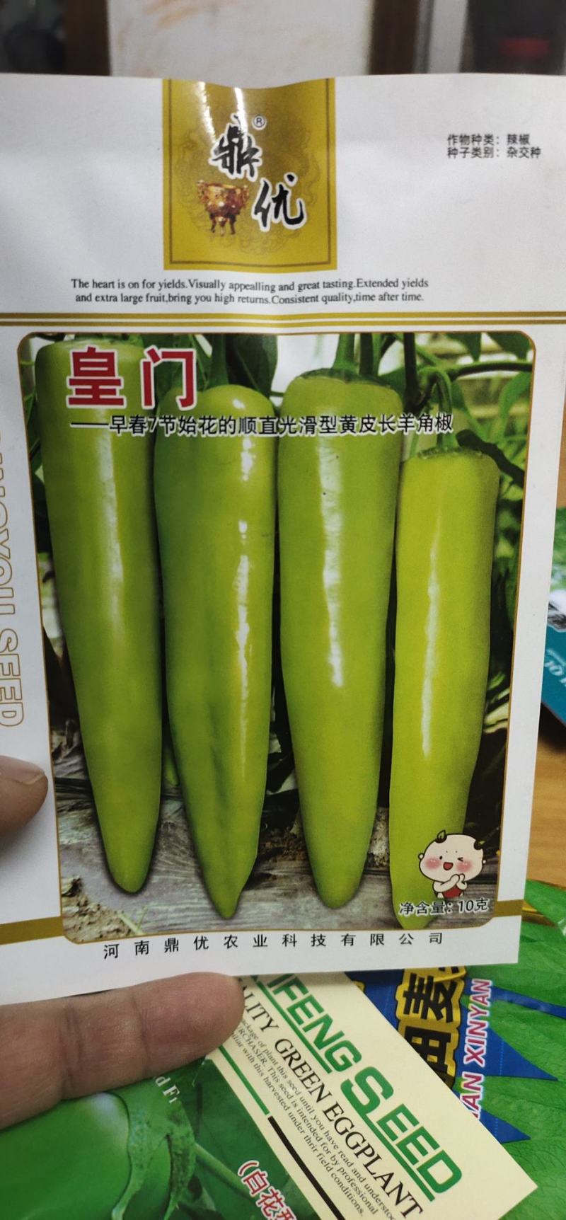辣椒种子色泽黄亮果实为羊角形早熟微辣