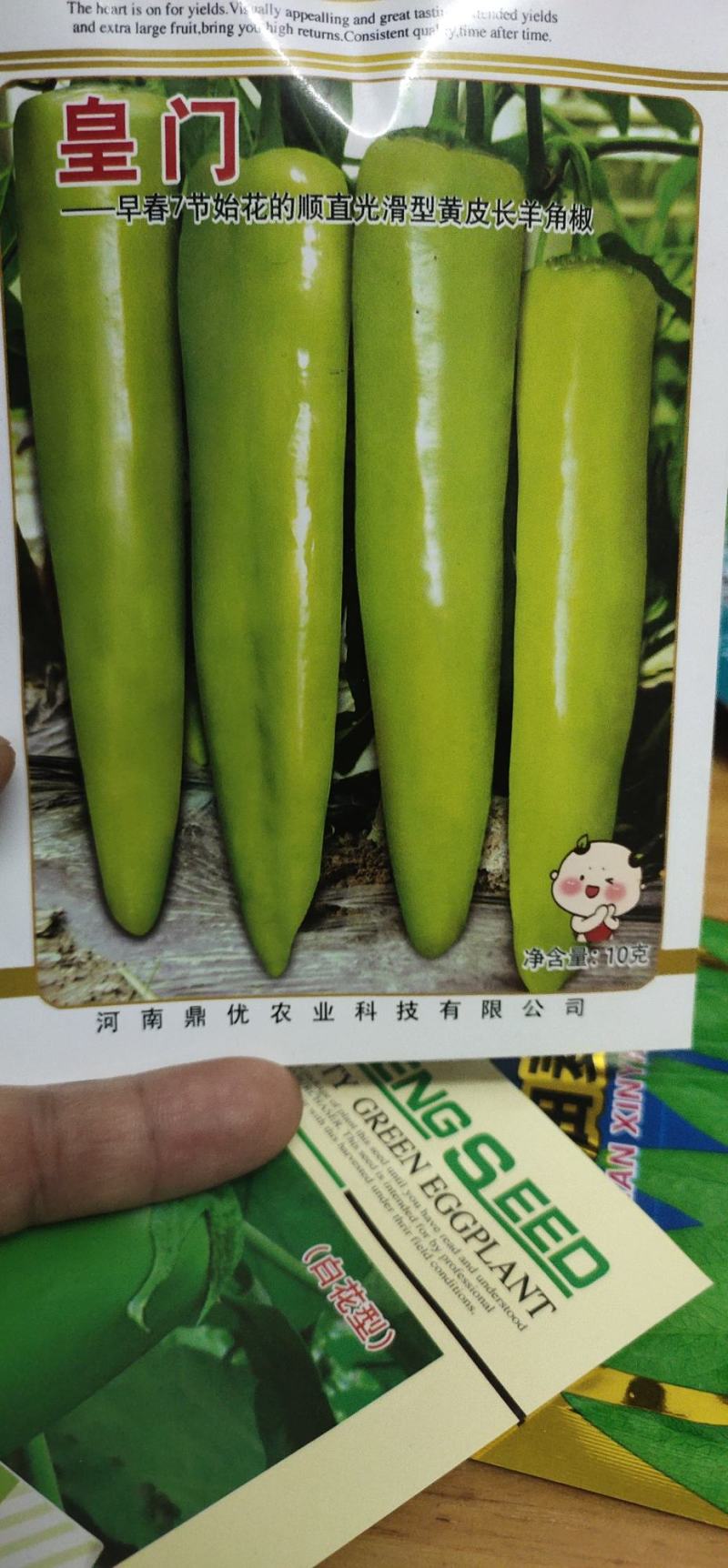 辣椒种子色泽黄亮果实为羊角形早熟微辣