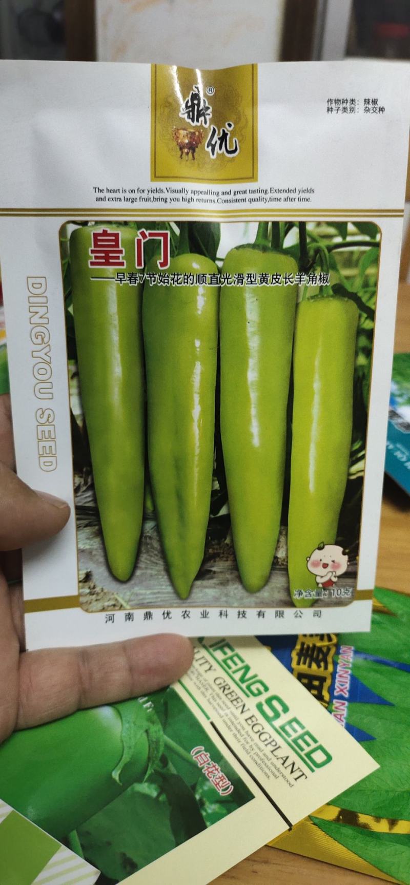 辣椒种子色泽黄亮果实为羊角形早熟微辣