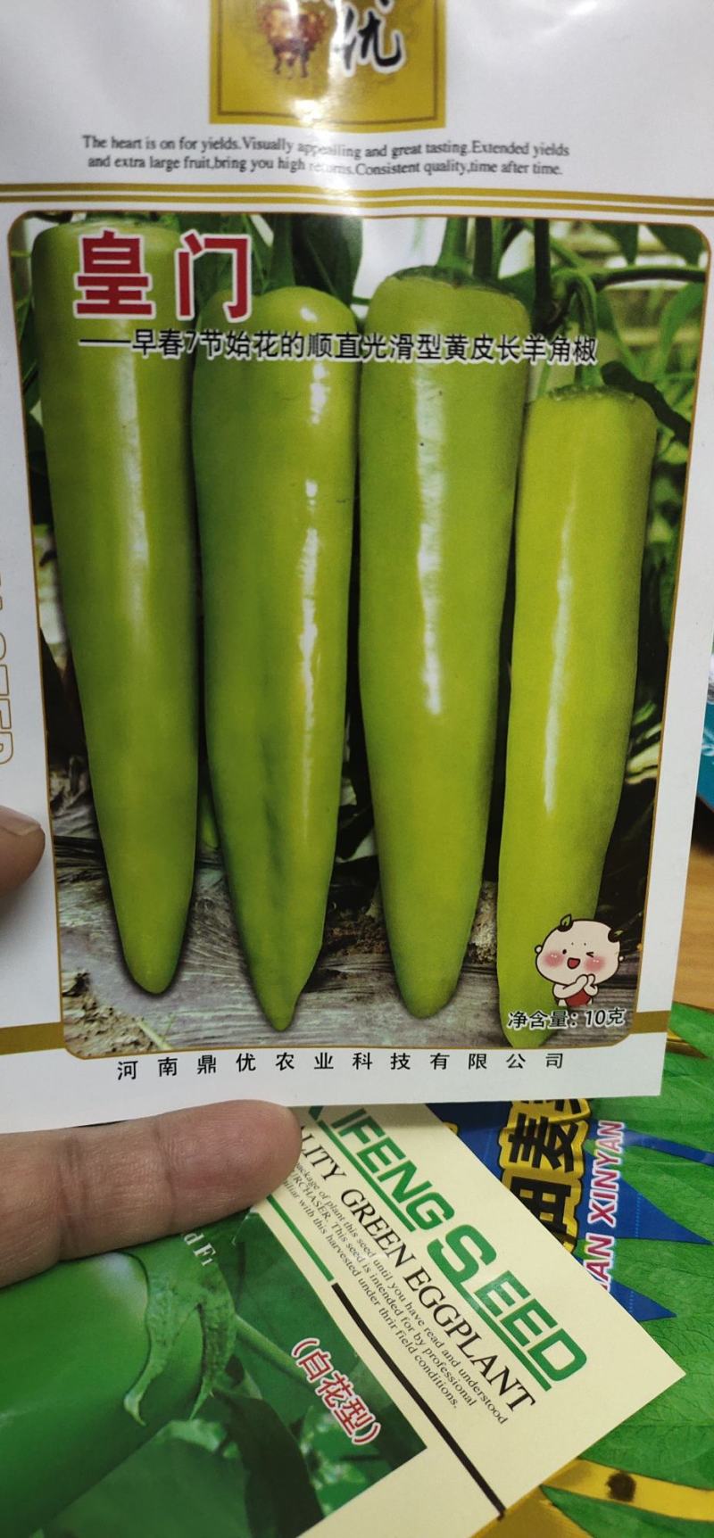 辣椒种子色泽黄亮果实为羊角形早熟微辣
