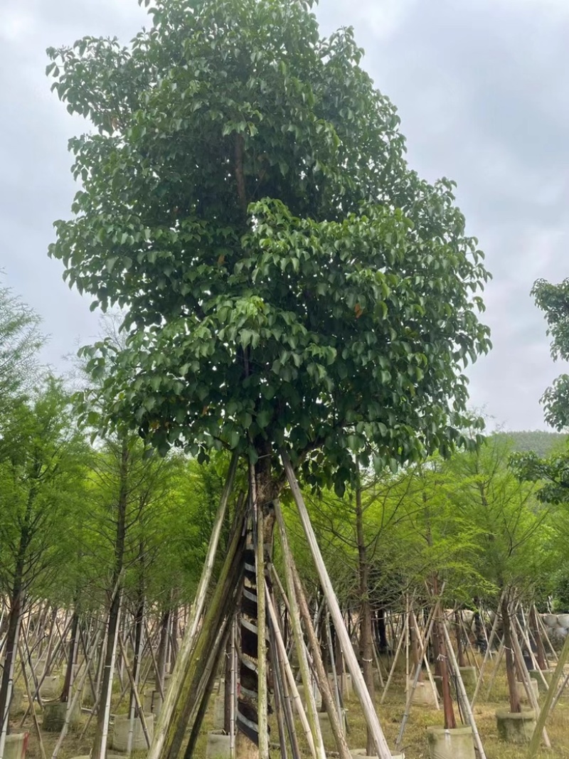 秋枫福建漳州漂亮秋枫冠幅精品工程工地小区