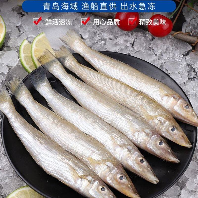 【只卖好货】沙丁鱼新鲜批发鲜活冷冻冰鲜海鲜烧烤食材大个