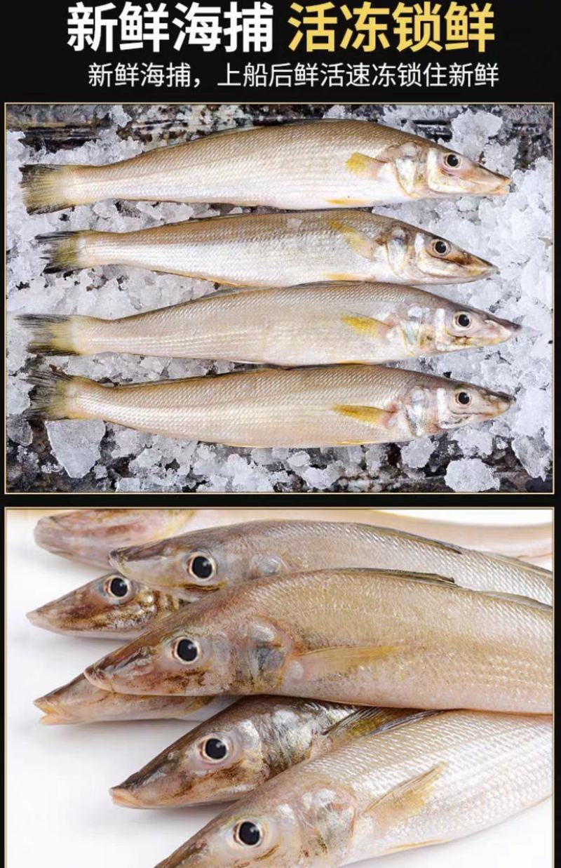 【只卖好货】沙丁鱼新鲜批发鲜活冷冻冰鲜海鲜烧烤食材大个
