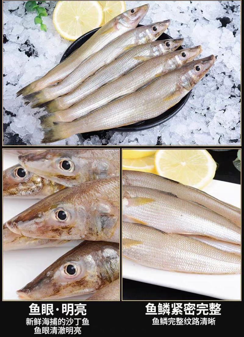 【只卖好货】沙丁鱼新鲜批发鲜活冷冻冰鲜海鲜烧烤食材大个