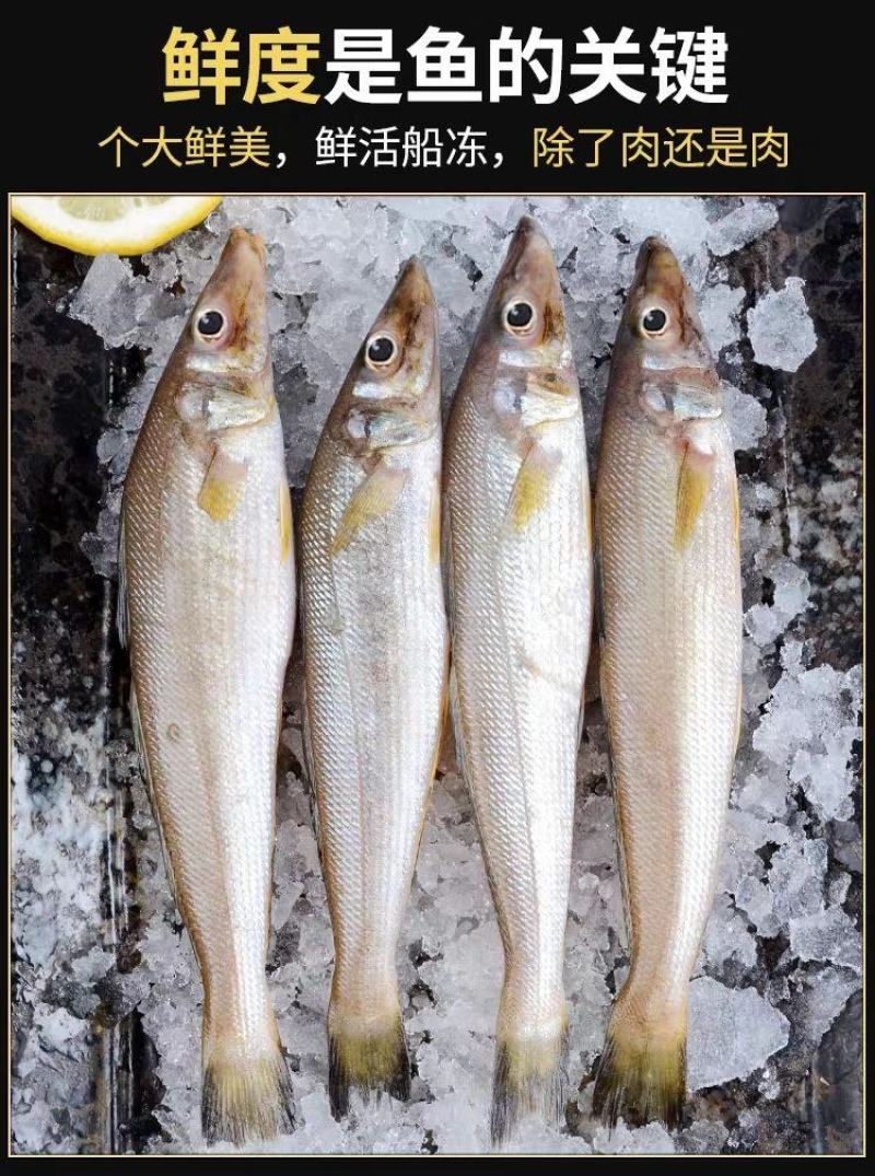 【只卖好货】沙丁鱼新鲜批发鲜活冷冻冰鲜海鲜烧烤食材大个