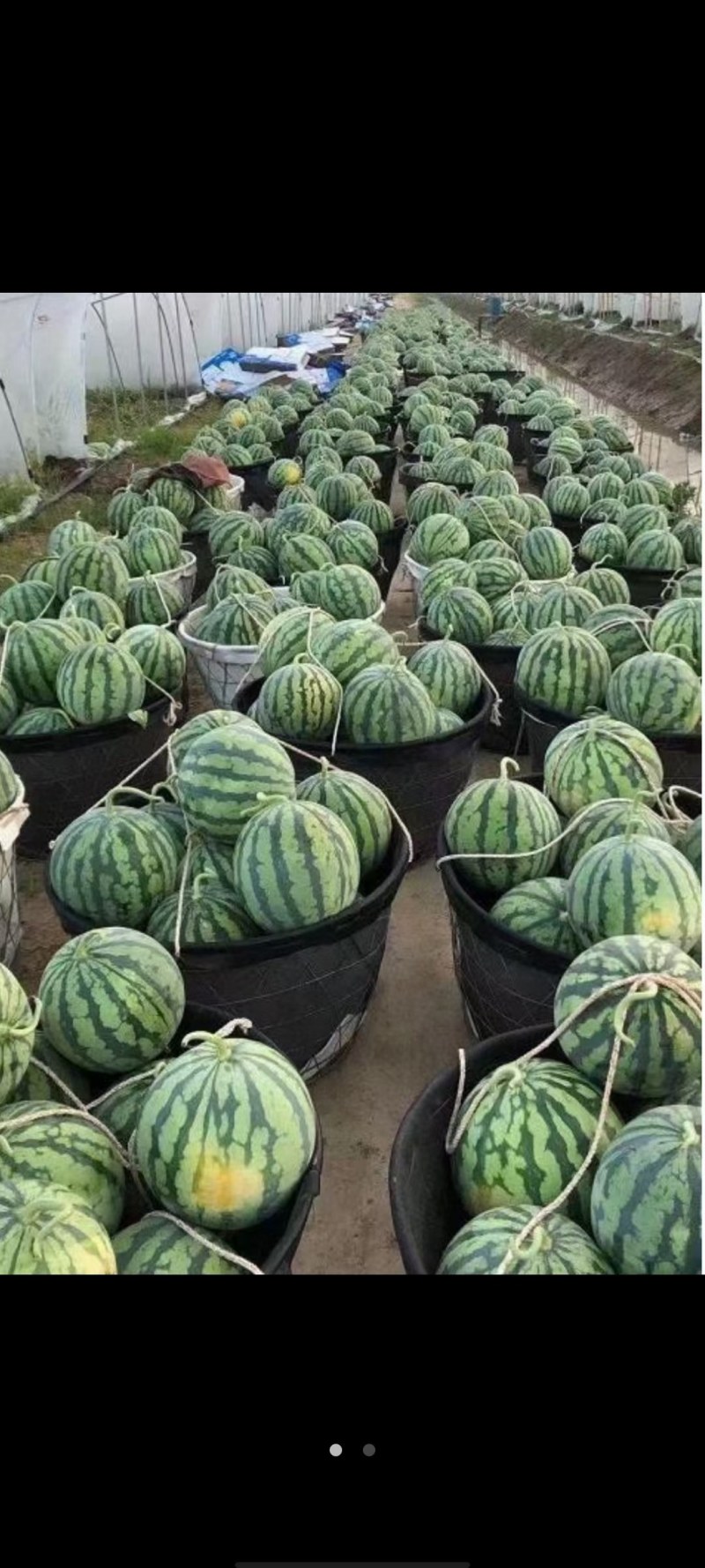 美都，8424，甘美皇，早春红玉全部成熟，代发全国各地，
