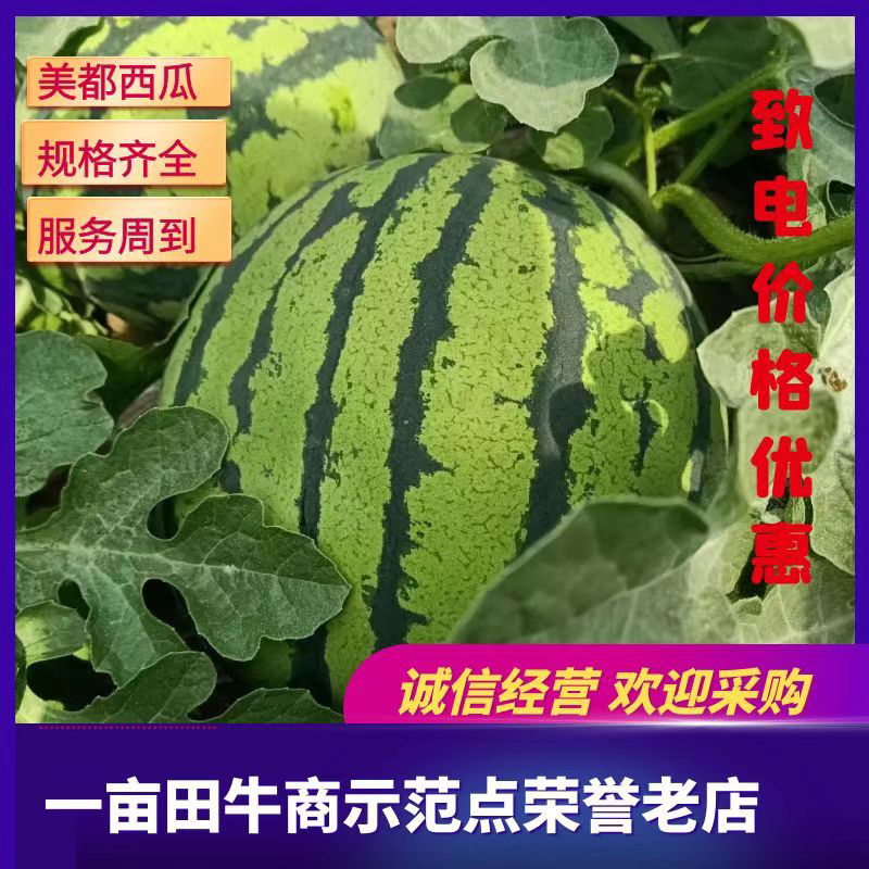 《精品美都西瓜》、商超品质、糖度高、包甜包熟、包质量