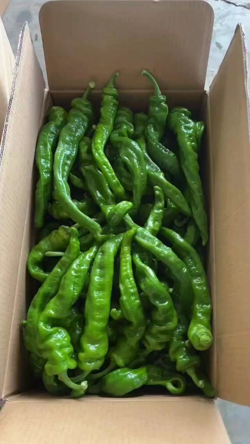 万亩大棚螺丝椒，螺丝辣椒，产地直供，欢迎老板前来选购