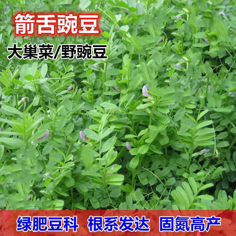 箭筈豌豆种子，红花苕野豌豆果绿肥种子南方蜜蜂植物牧草种子
