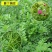 箭筈豌豆种子，红花苕野豌豆果绿肥种子南方蜜蜂植物牧草种子
