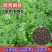 箭筈豌豆种子，红花苕野豌豆果绿肥种子南方蜜蜂植物牧草种子