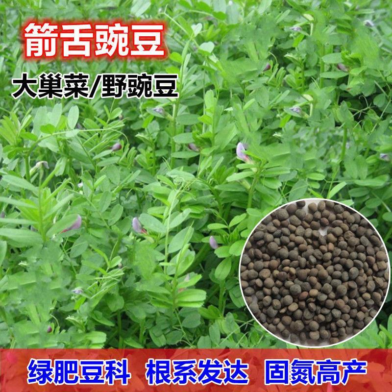 箭筈豌豆种子，红花苕野豌豆果绿肥种子南方蜜蜂植物牧草种子