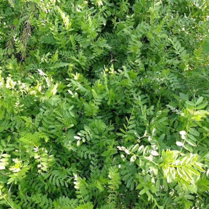 箭筈豌豆种子，红花苕野豌豆果绿肥种子南方蜜蜂植物牧草种子