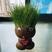 草头娃娃创意盆栽猫草宠物猫零食卡通头上长草植物网红生日礼