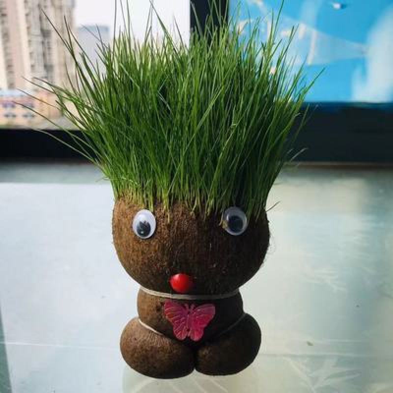 草头娃娃创意盆栽猫草宠物猫零食卡通头上长草植物网红生日礼