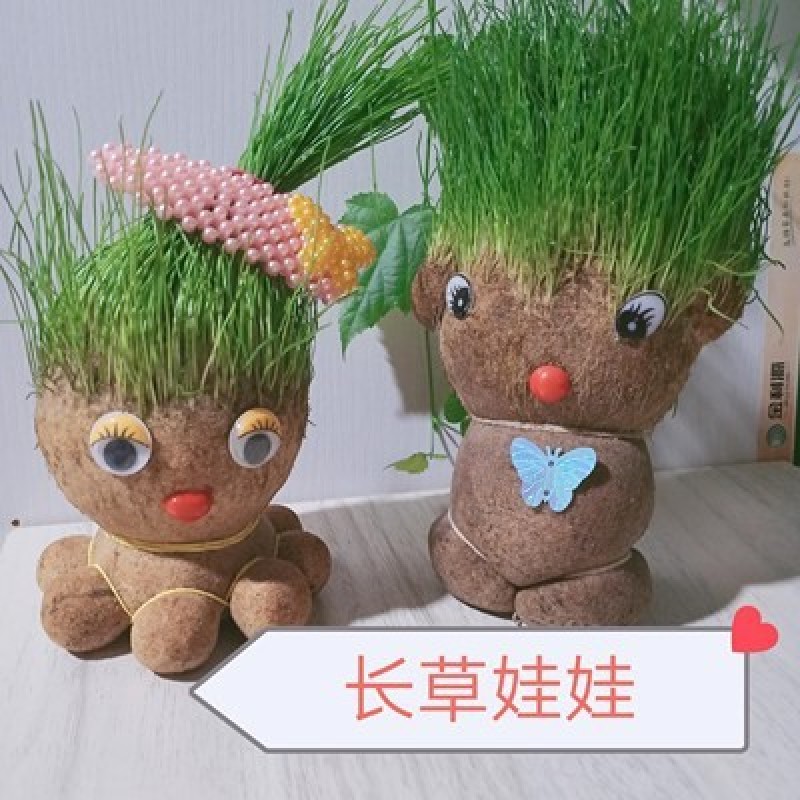 草头娃娃创意盆栽猫草宠物猫零食卡通头上长草植物网红生日礼