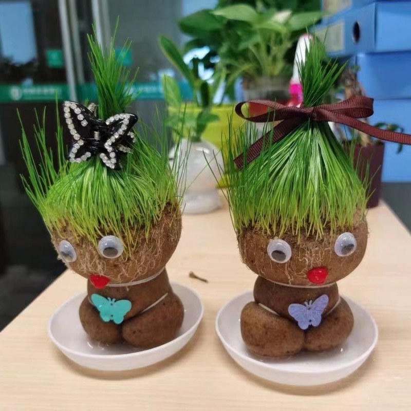 草头娃娃创意盆栽猫草宠物猫零食卡通头上长草植物网红生日礼