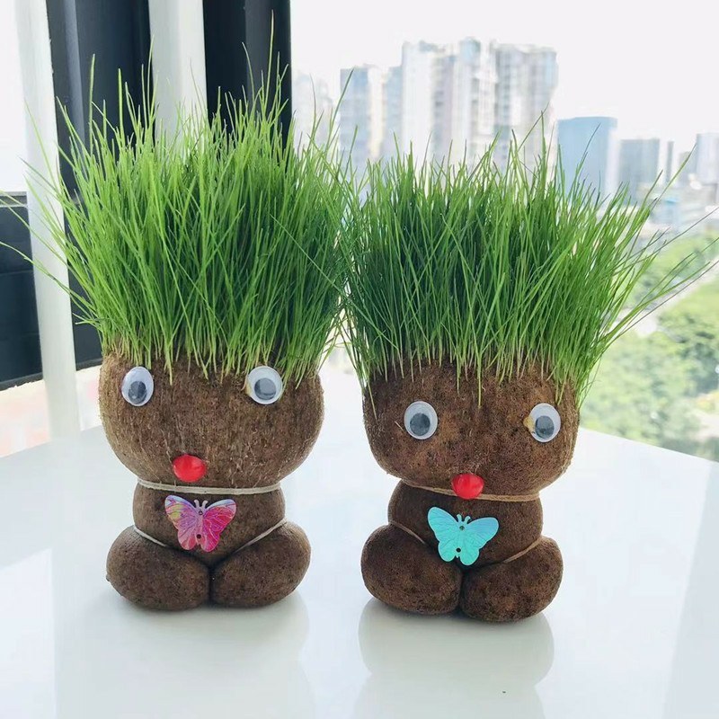 草头娃娃创意盆栽猫草宠物猫零食卡通头上长草植物网红生日礼