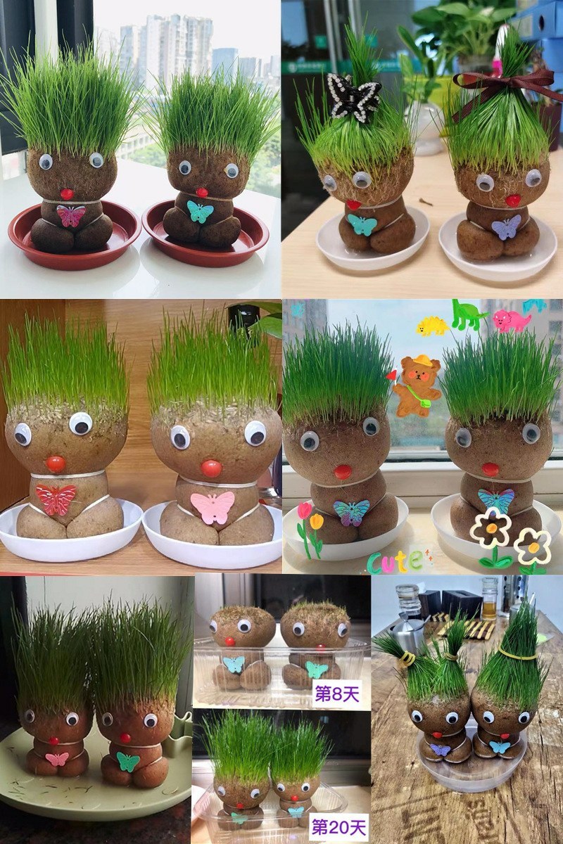 草头娃娃创意盆栽猫草宠物猫零食卡通头上长草植物网红生日礼