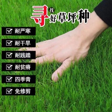 美国四季青草坪种子狗牙根高羊茅黑麦草马尼拉百慕大草籽