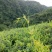 霉茶
