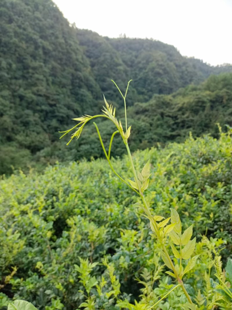霉茶