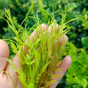 霉茶