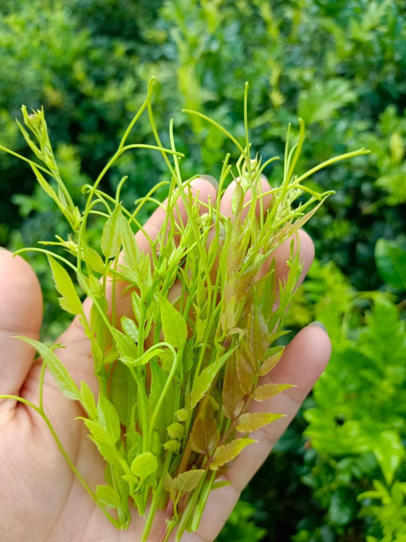 霉茶