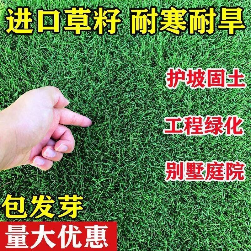 进口草坪种子护坡绿化狗牙根草籽草种子矮生耐践踏免修剪