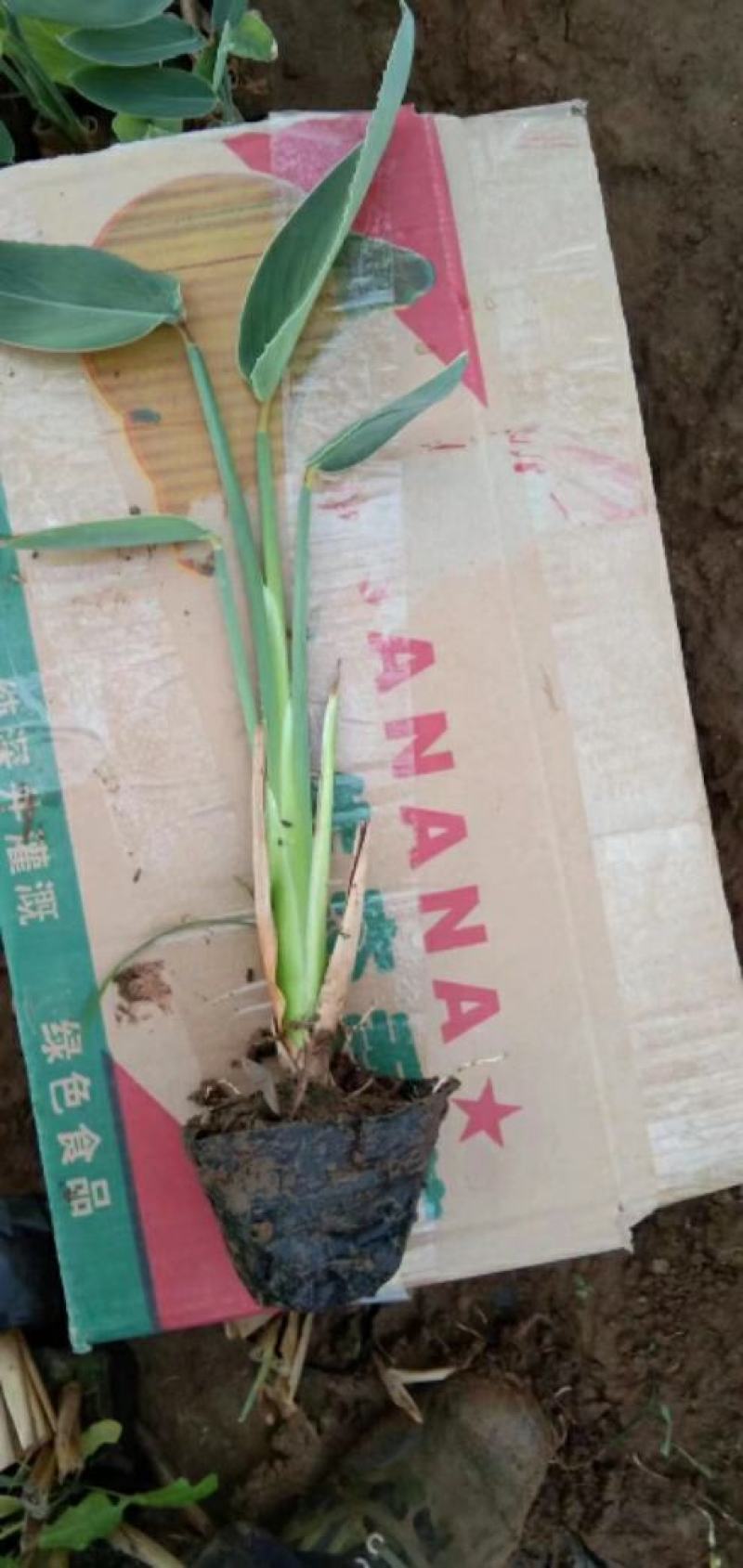 水生植物种植销售